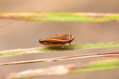 Idiodonus kennicotti