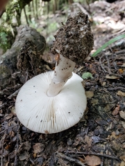 Amanita karea