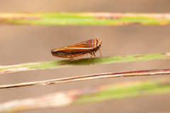 Idiodonus kennicotti