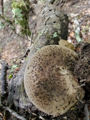 Amanita karea