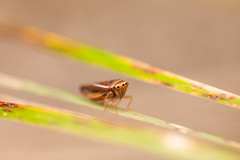 Idiodonus kennicotti