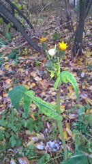 Sonchus oleraceus