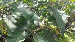 Solanum stellatiglandulosum