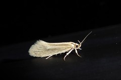 Tingena chloradelpha