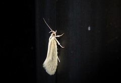 Tingena chloradelpha