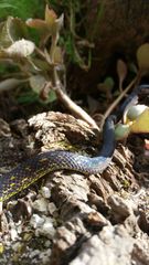 Atractus crassicaudatus