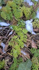 Anthriscus sylvestris