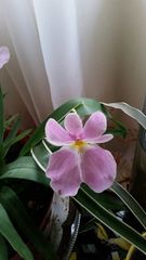 Miltoniopsis