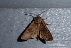 Ichneutica averilla