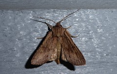 Ichneutica averilla