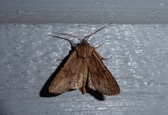 Ichneutica averilla
