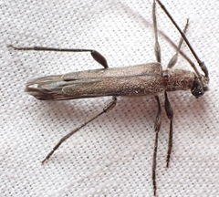 Styloxus fulleri fulleri