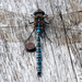 Azure Hawker - Photo (c) Sergey Yeliseev, some rights reserved (CC BY-NC-ND)