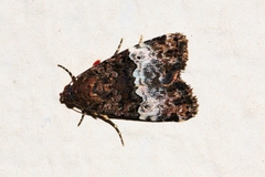 Aconzarba decissima