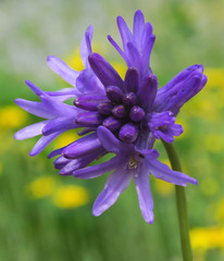 Dichelostemma