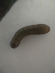 Lepidoptera