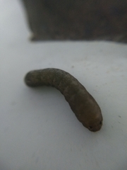 Lepidoptera