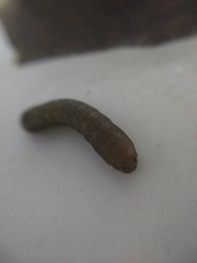 Lepidoptera