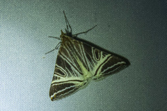 Phrataria replicataria