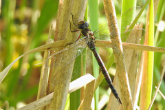 Aeshna umbrosa umbrosa