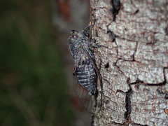 Atrapsalta corticina