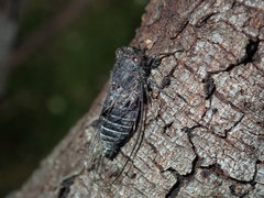 Atrapsalta corticina