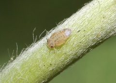 Ctenarytaina longicauda