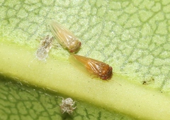 Ctenarytaina longicauda