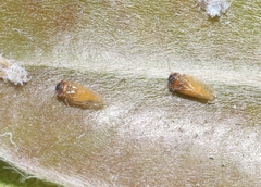 Ctenarytaina longicauda