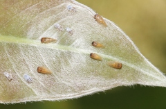 Ctenarytaina longicauda