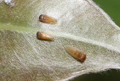 Ctenarytaina longicauda