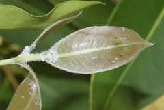 Ctenarytaina longicauda