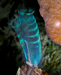 Rhopalaea