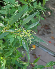 Amaranthus cannabinus