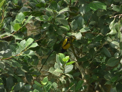 Oriolus xanthornus