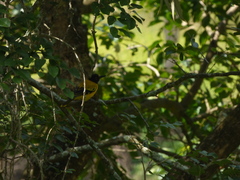 Oriolus xanthornus
