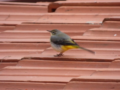 Motacilla cinerea