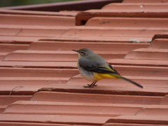 Motacilla cinerea
