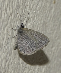 Pseudonacaduba sichela sichela