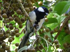 Parus minor okinawae