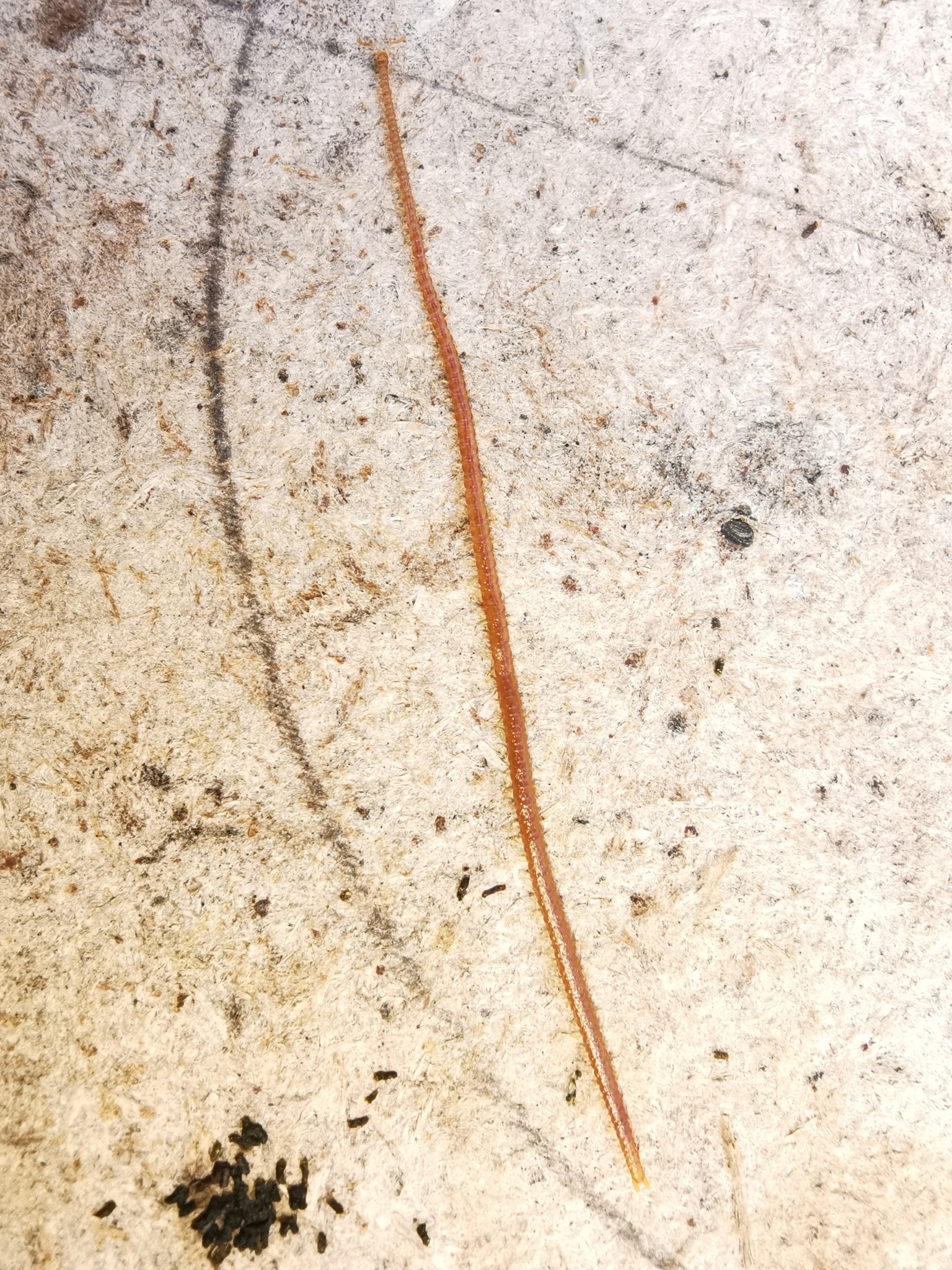 Dignathodon microcephalus Lucas, 1846