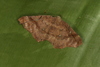 Pero clysiaria - Photo (c) Heiner Ziegler, some rights reserved (CC BY-NC), uploaded by Heiner Ziegler