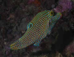 Canthigaster papua