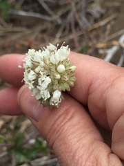 Gilia capitata abrotanifolia
