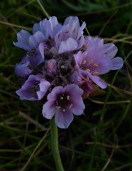 Armeria maritima