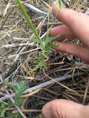 Gilia capitata abrotanifolia