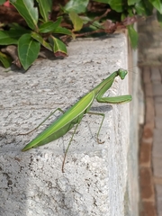 Mantis religiosa
