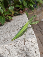 Mantis religiosa