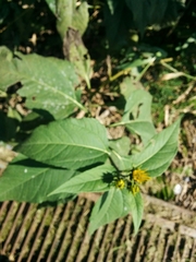 Asteraceae