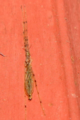 Styringomyia